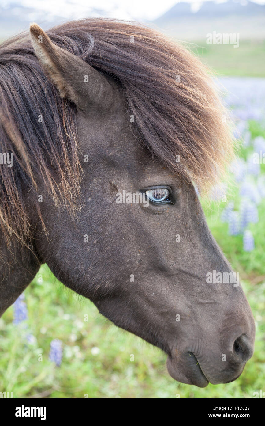 Dagli occhi blu cavallo islandese, Varmahlid, Skagafjordur, Nordhurland Vestra, Islanda. Foto Stock