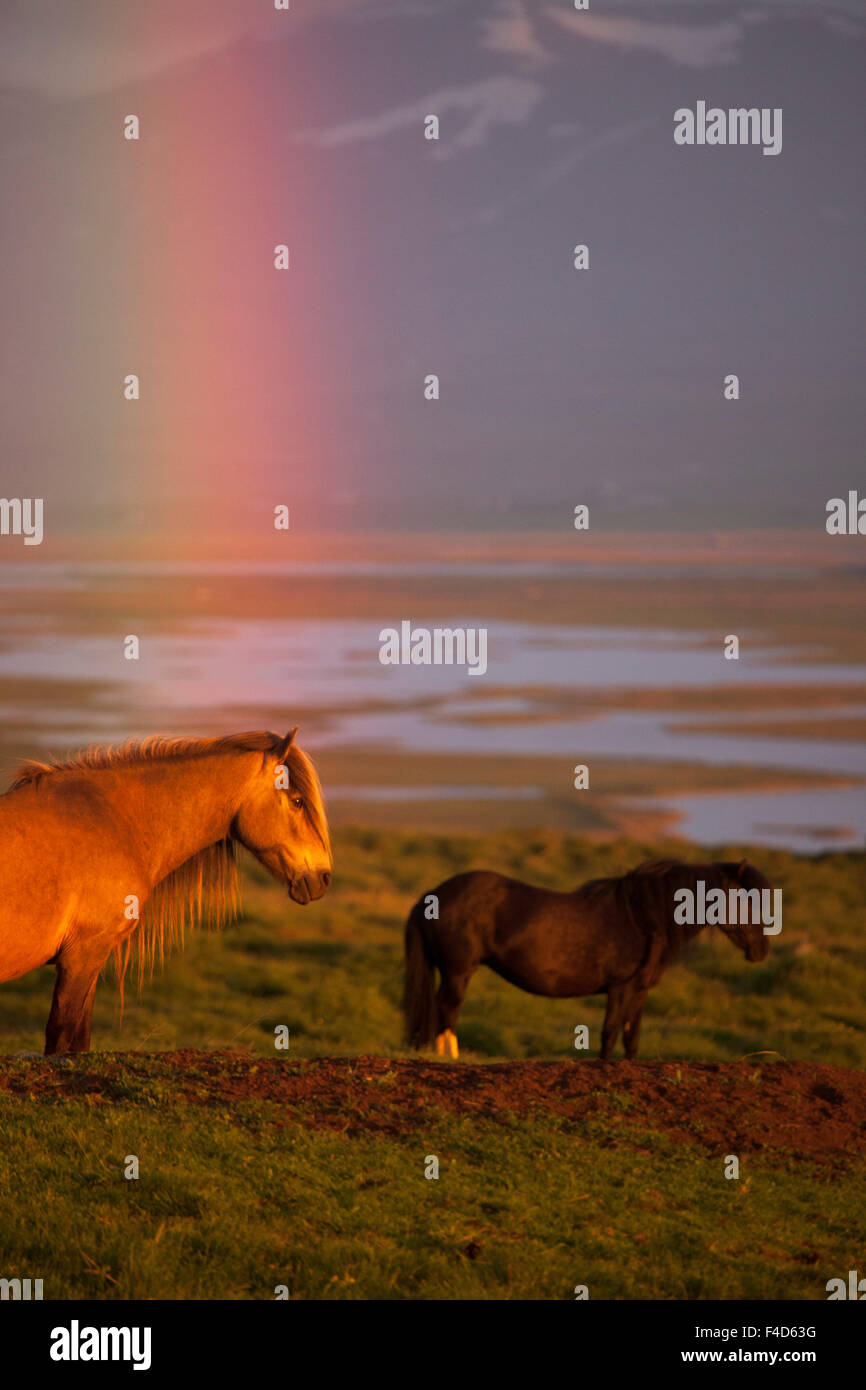 Cavalli islandesi e tramonto arcobaleno, Skagafjordur, Nordhurland Vestra, Islanda. Foto Stock