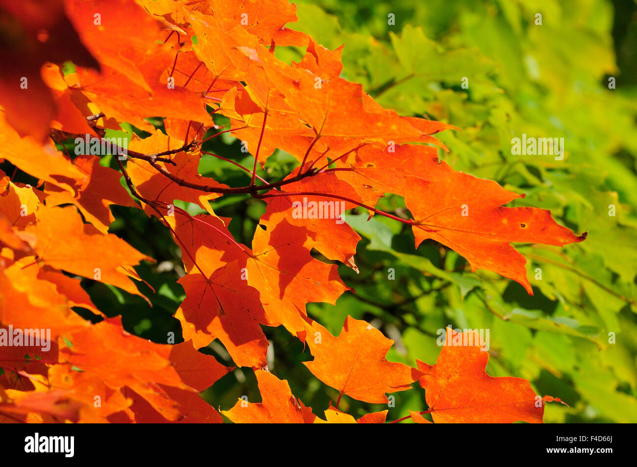 Autunno foglie di acero Foto Stock