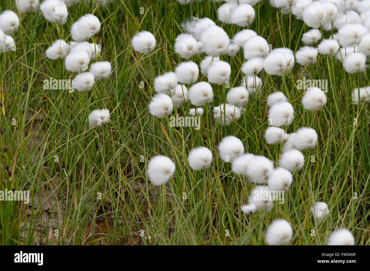 Canada, Nunavut, Regione Qikiqtaaluk, Cape Dorset. Artico erba di cotone (Eriophorum) aka cottongrass, cotone-erba o cottonsedge. Foto Stock
