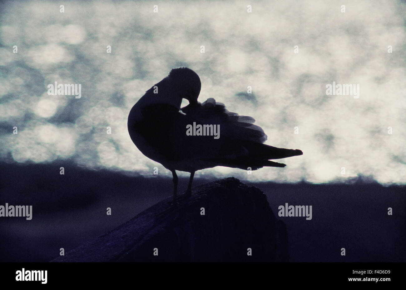 Bird sul tronco di albero Foto Stock