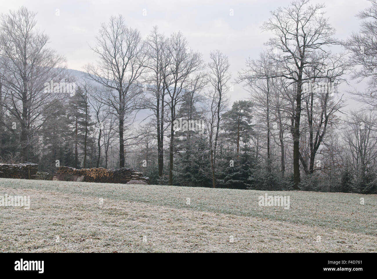 Repubblica ceca, Beskydy. Campo smerigliato con un palo di legno e gli alberi in background. Foto Stock