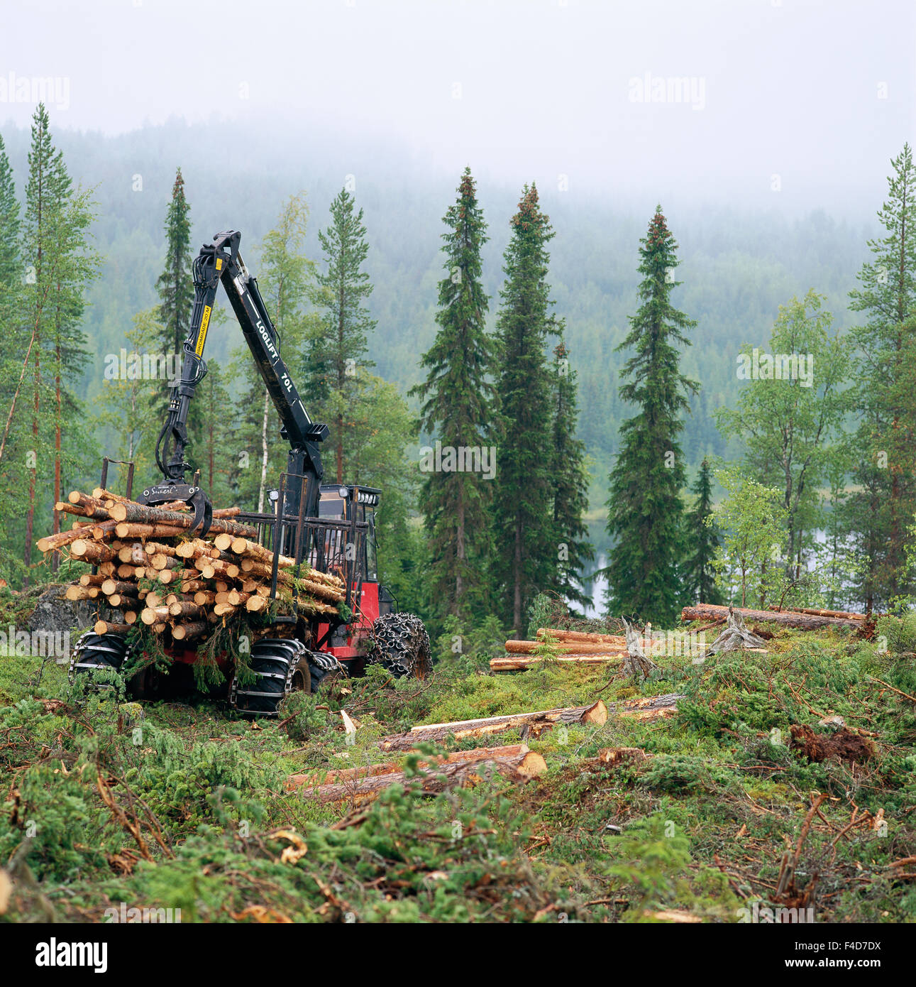 Tronchi di legno essendo sollevata dalla gru di veicoli pesanti Foto Stock