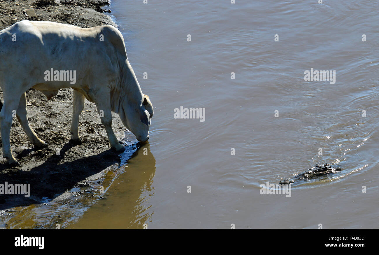 Croc vs mucca Foto Stock