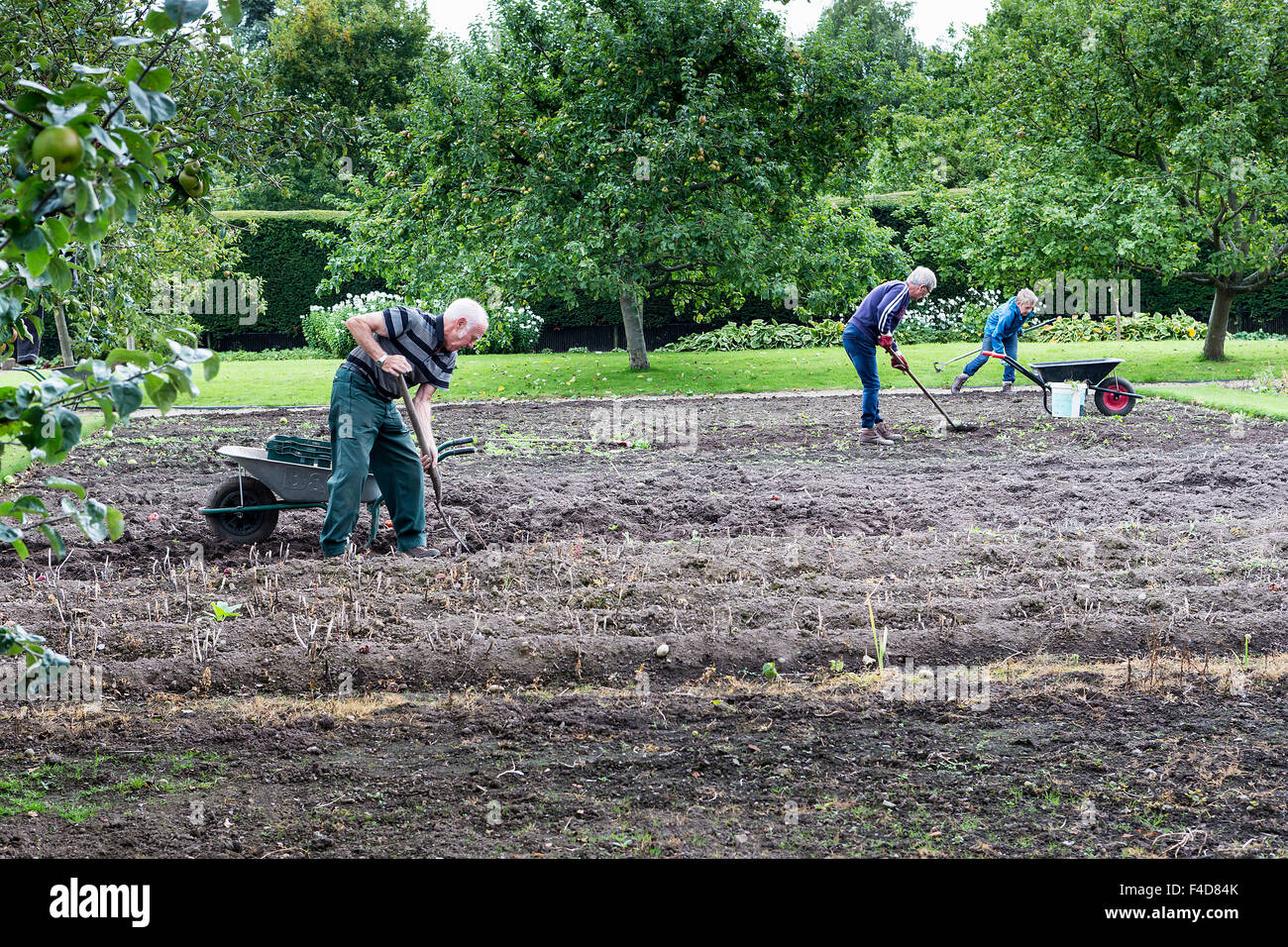 Tre persone che scava in patate in settembre a Grappenhall Heys Walled Garden, Warrington Foto Stock