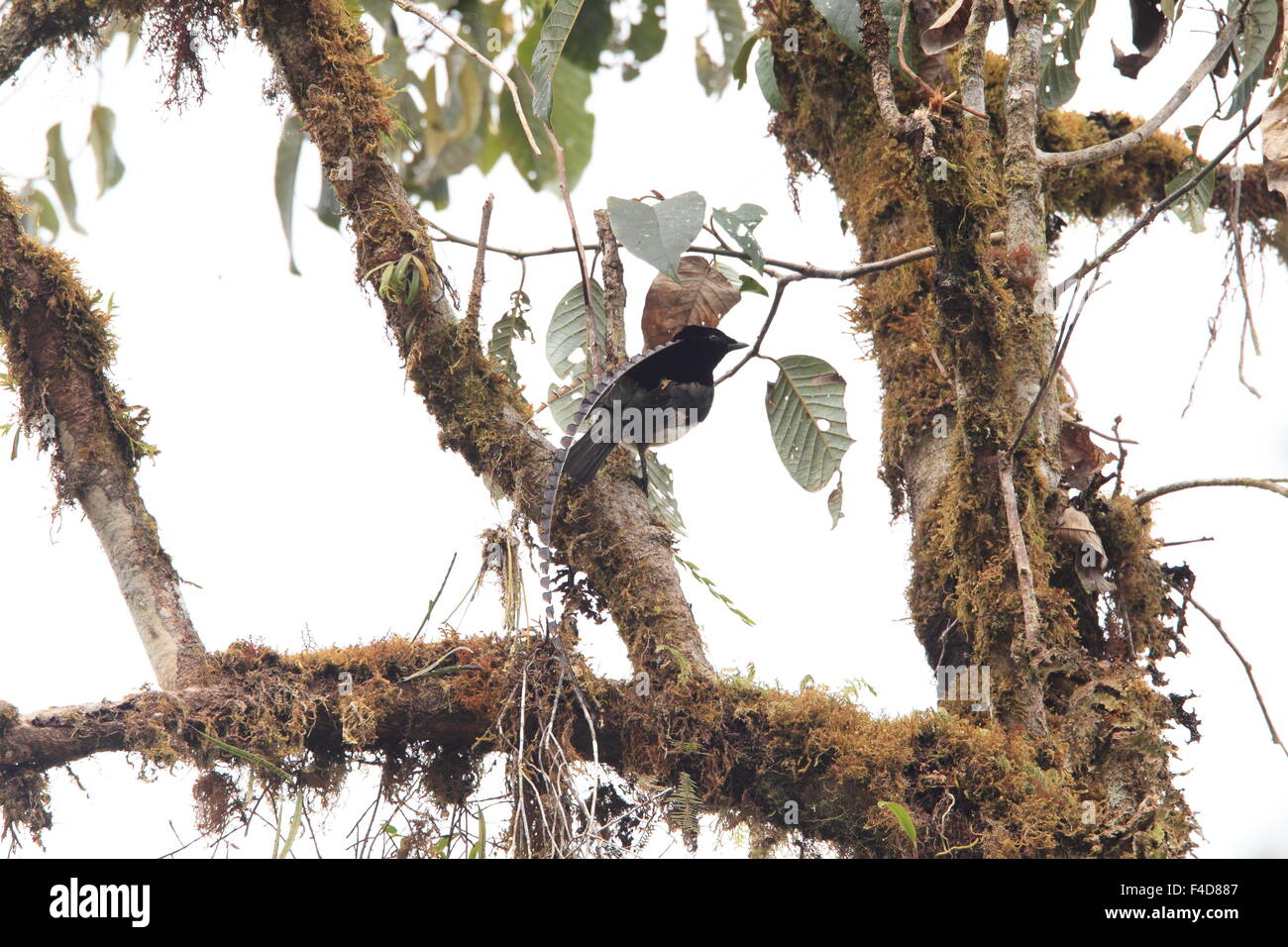 Re di Sassonia degli uccelli del paradiso (Pteridophora alberti) in Papua Nuova Guinea Foto Stock