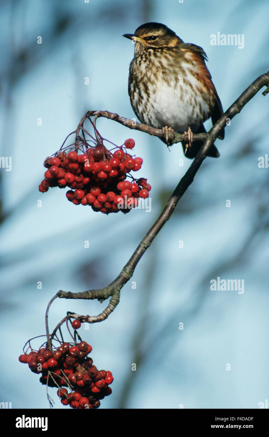 Uccello sul ramo con frutti di bosco e a basso angolo di visione Foto Stock