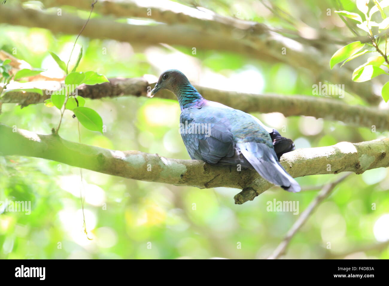 Il giapponese il Colombaccio ( Columba janthina) in Giappone Foto Stock