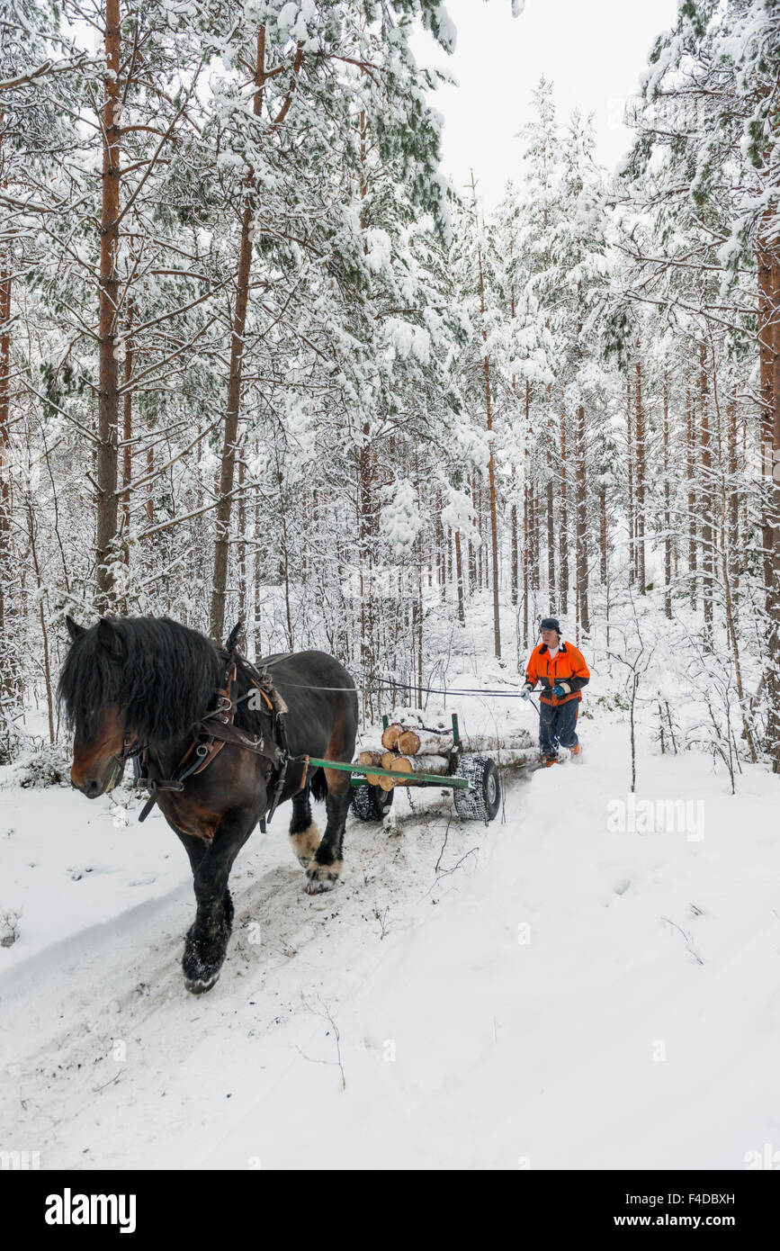 Cavallo e uomo che lavora con la silvicoltura, Svezia Foto Stock
