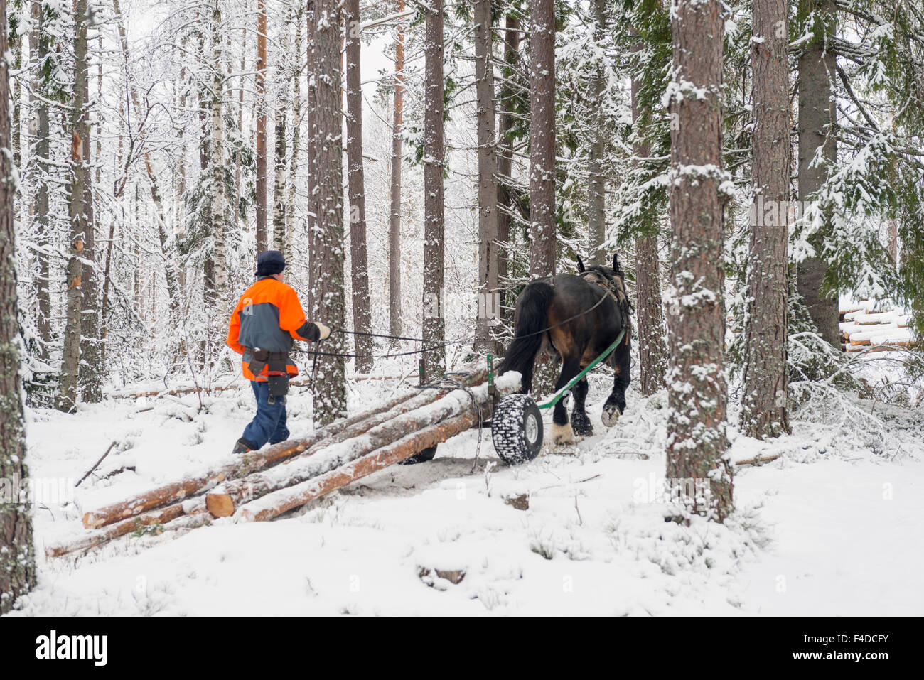 Cavallo lavora con la silvicoltura, Svezia Foto Stock