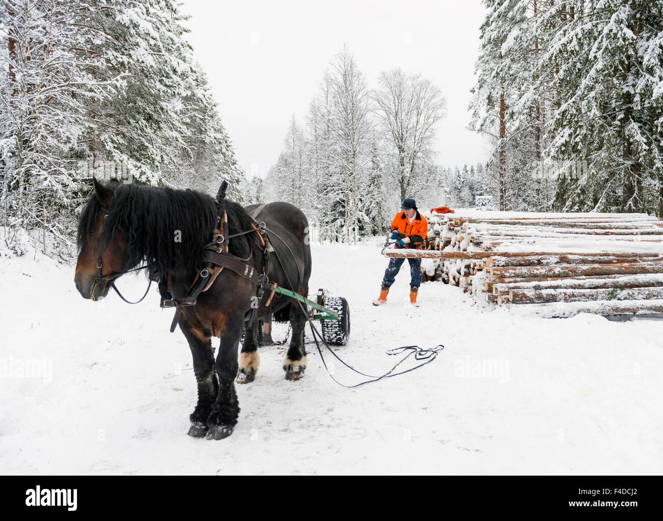 Cavallo lavora con la silvicoltura, Svezia Foto Stock