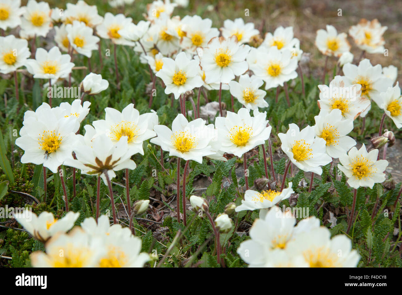 Montagna bianca avens (Dryas integrifolia), Valle di Oxnadalur, Nordhurland Eystra, Islanda. Foto Stock