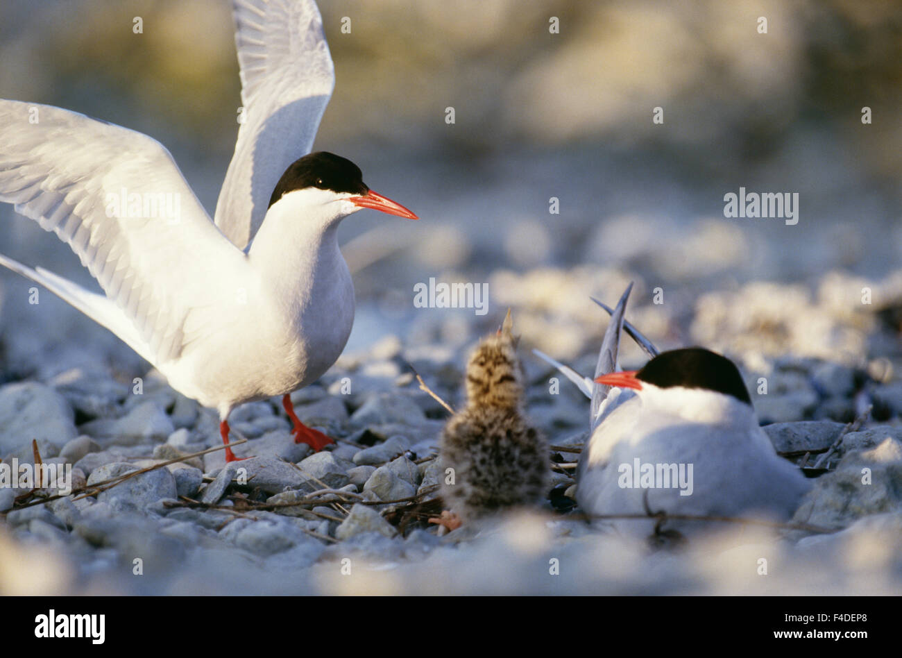 Uccelli nidificano sul mezzo di pietre, close-up Foto Stock