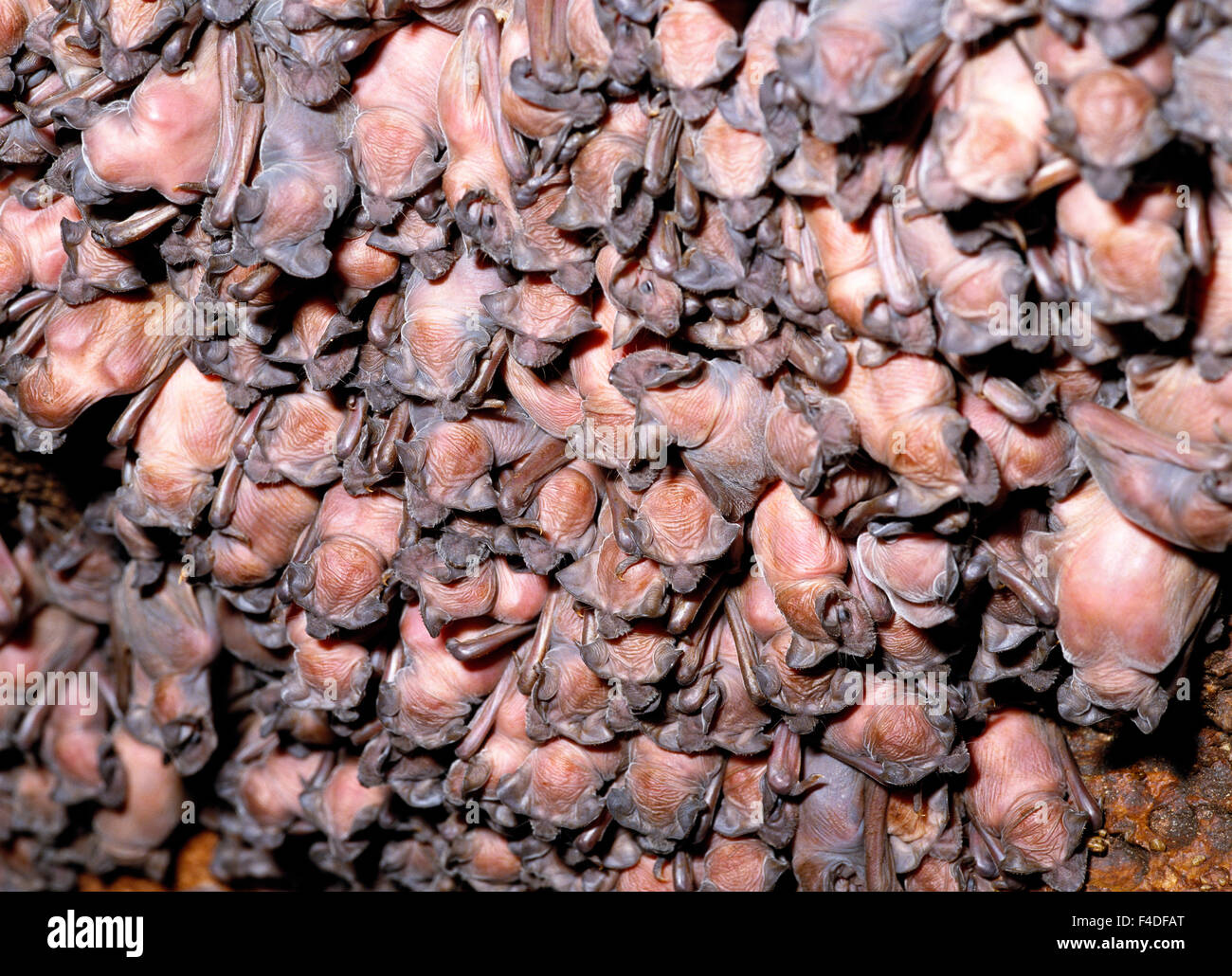 Libera messicano-tailed pipistrelli. Foto Stock