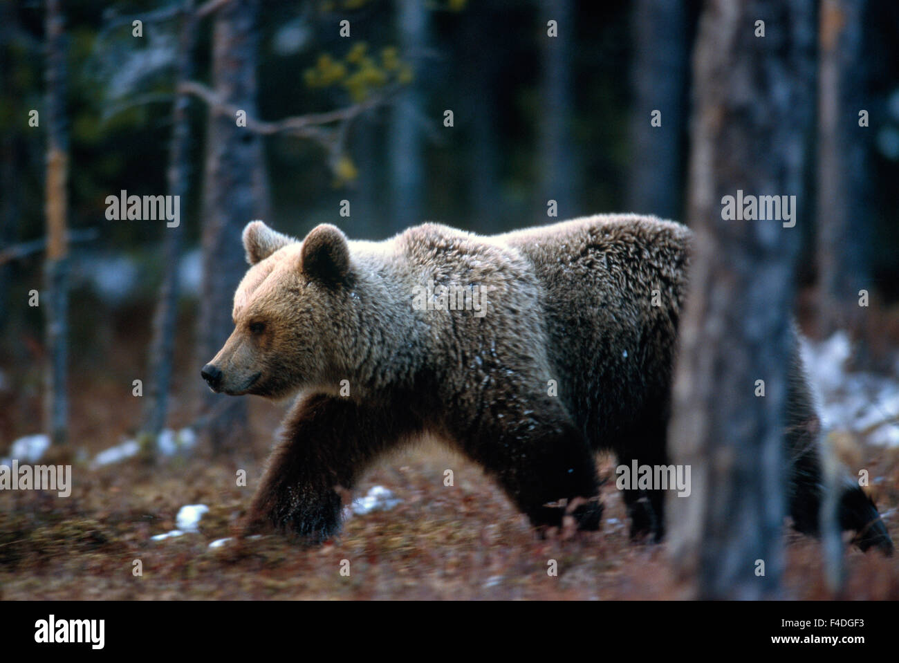 Orso E Volpe Carini, Riccio in Stile Cartone Animato. Animali Della Foresta Con Gli Sci