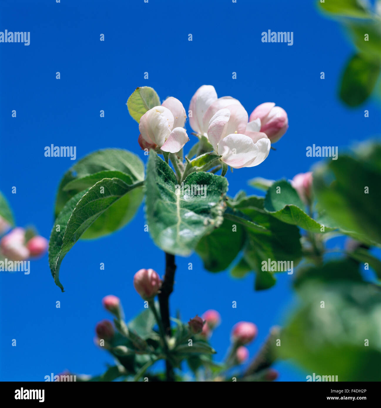 Meli in fiore. Foto Stock