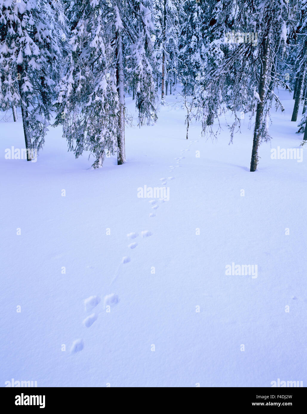 Le vie da una lepre nella neve, Svezia. Foto Stock
