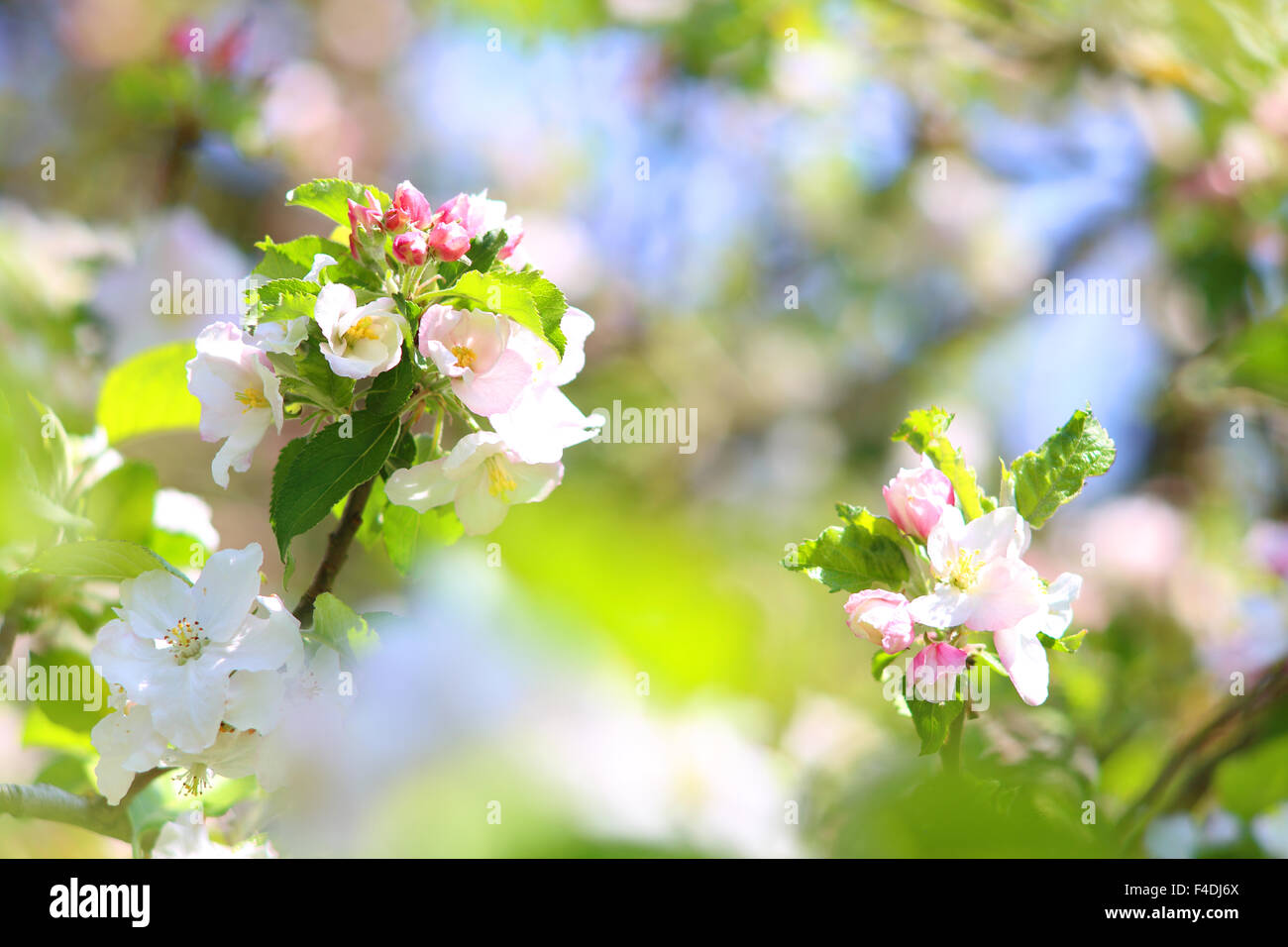 Blooming melo in primavera Foto Stock