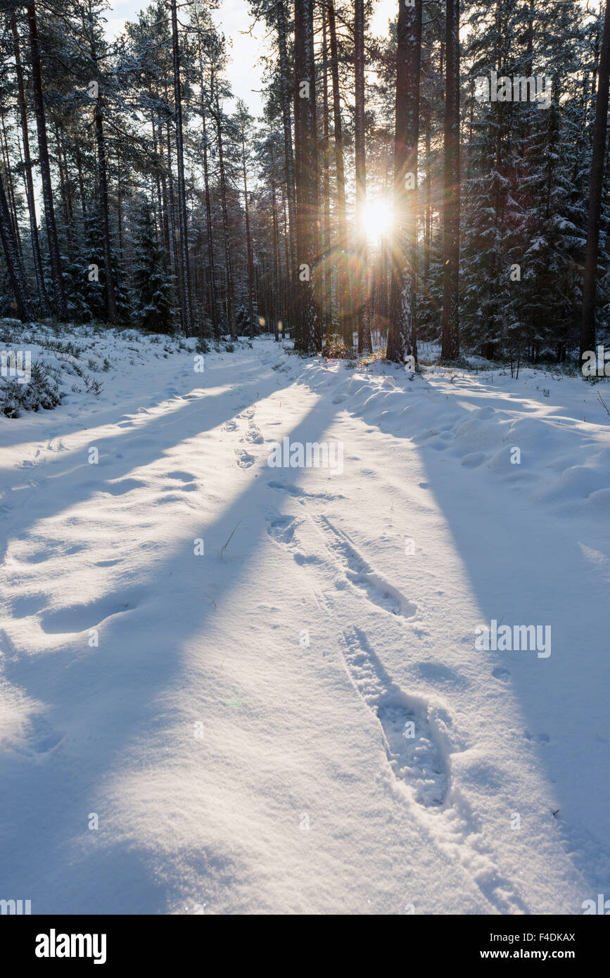 La luce del sole in inverno la foresta, Svezia Foto Stock