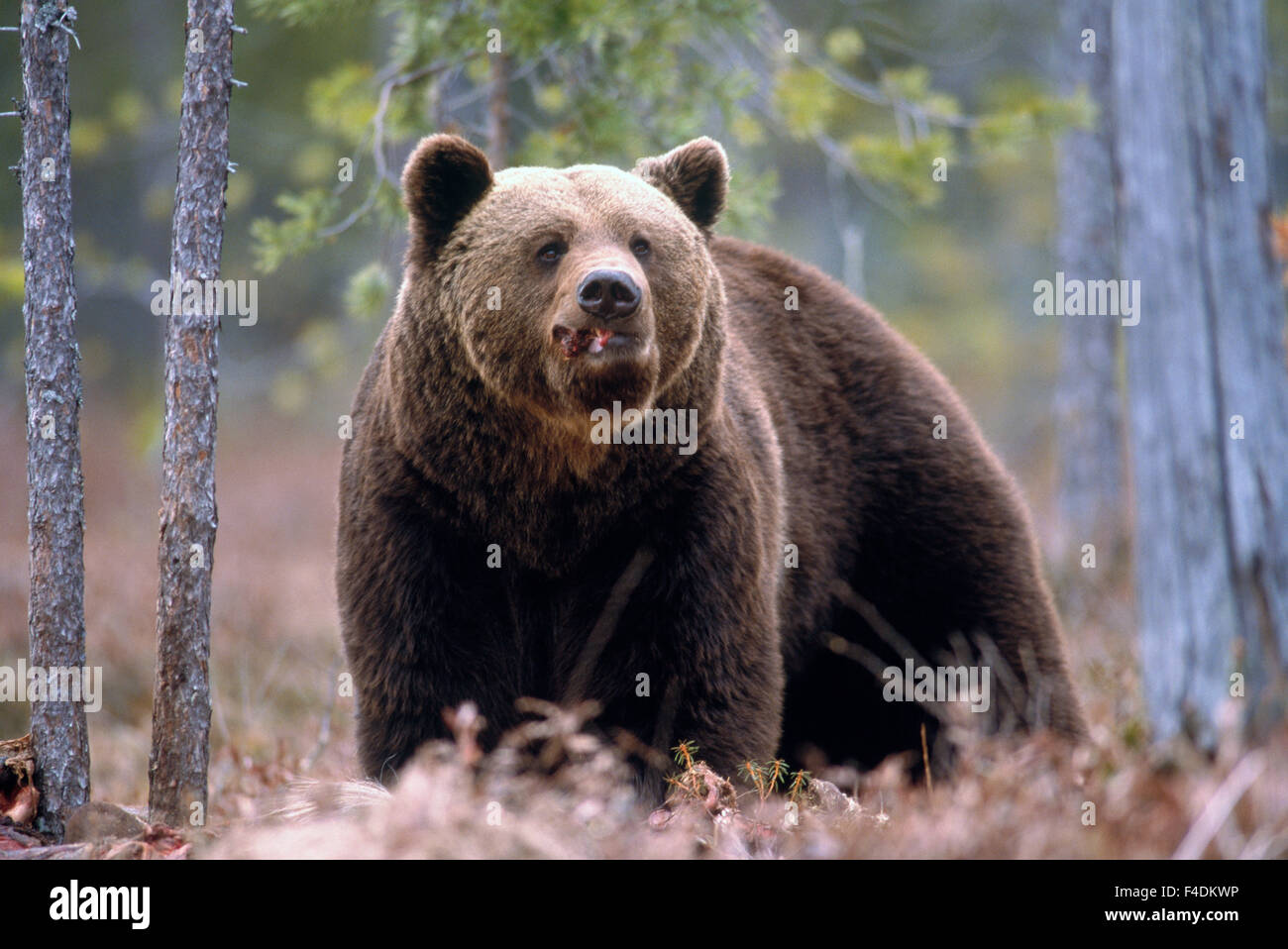 Un orso nella foresta. Foto Stock