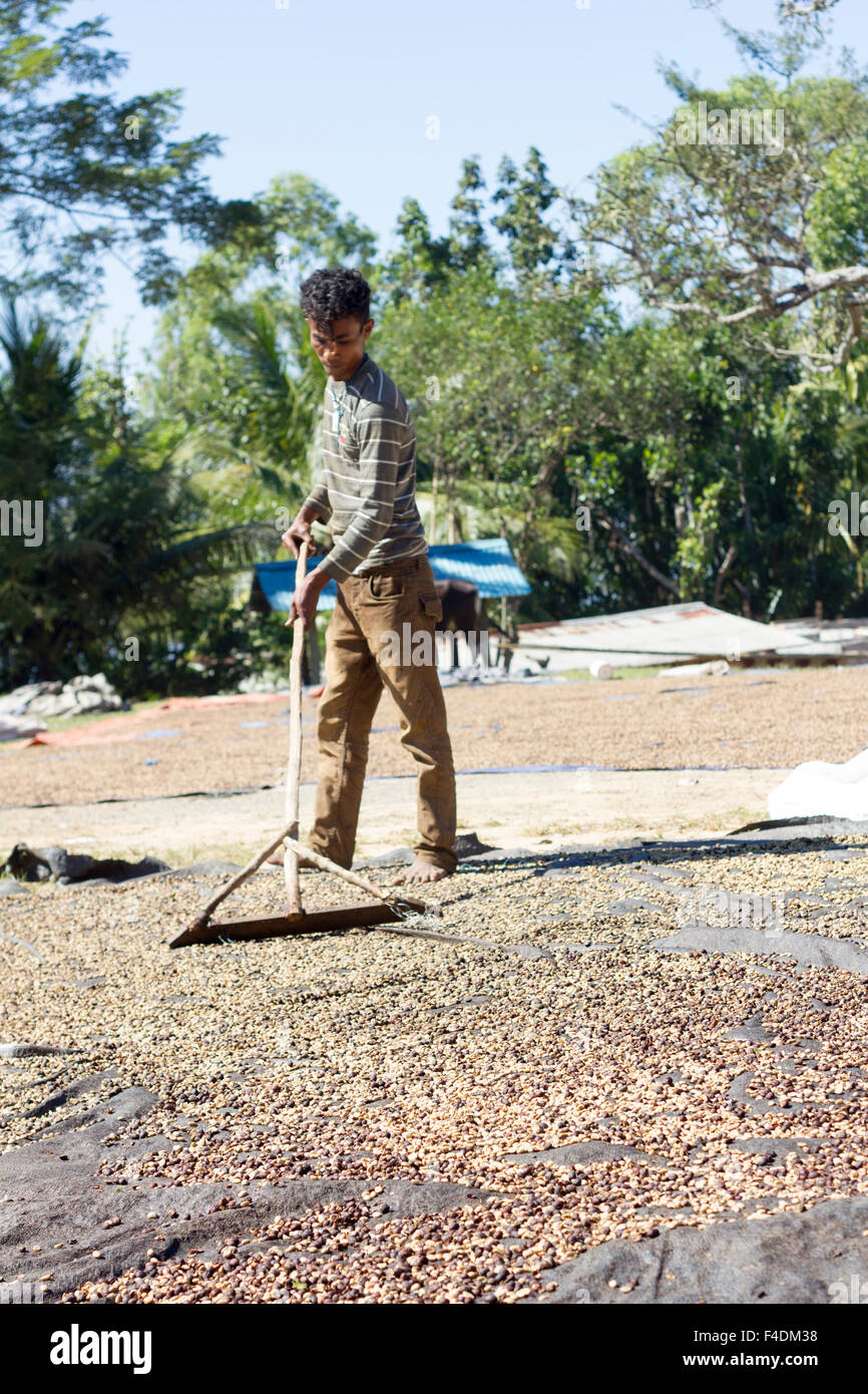 Liquica, Timor Est - Giugno 22, 2012 uomo non identificato di essiccazione e di ordinamento di rosso di bacche di caffè a Timor Est Foto Stock