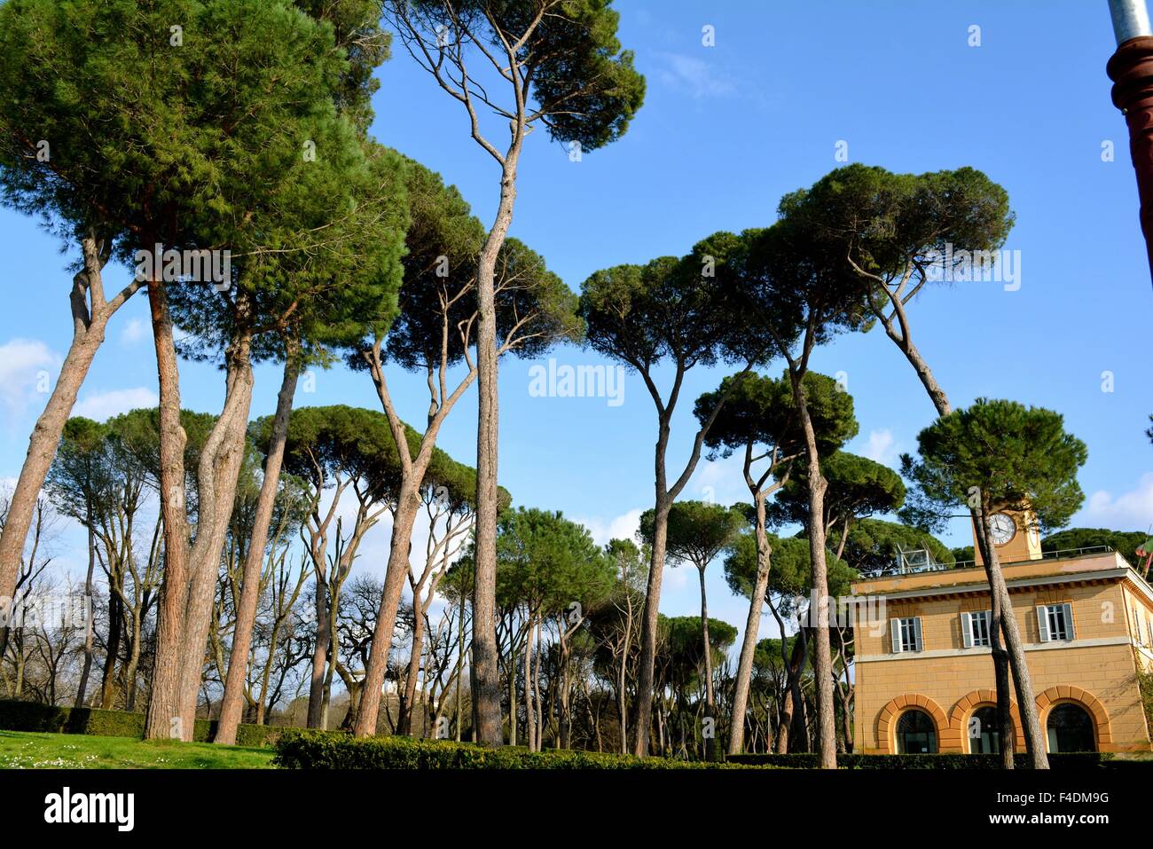 Pietra di alberi di pino in Piazza di Siena nei giardini di Villa Borghese a Roma Italia Foto Stock