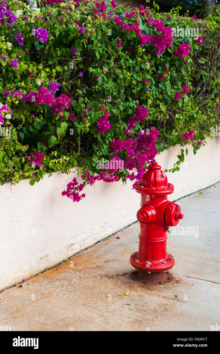Rosso fuoco idrante sulla strada con fioritura viola bouganville in Key West, Florida Keys, STATI UNITI D'AMERICA. Foto Stock