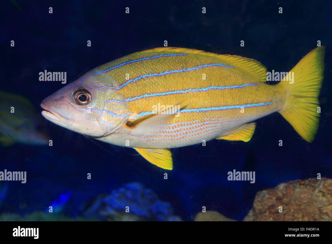 A bande blu snapper (Lutjanus kasmira) in Giappone Foto Stock