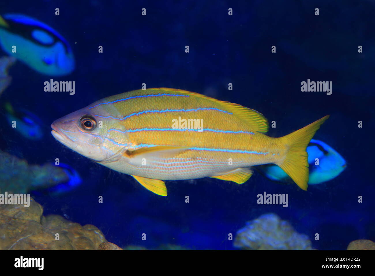 A bande blu snapper (Lutjanus kasmira) in Giappone Foto Stock