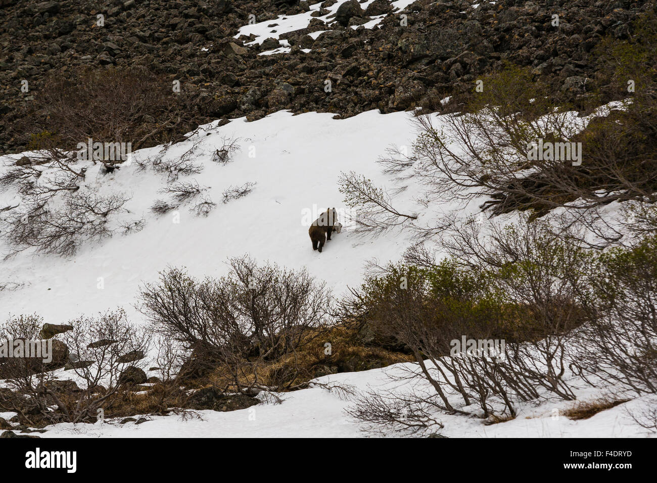 Russia, Kamchatka, Lavrova Bay, orso bruno a piedi attraverso la neve con il pesce in bocca Foto Stock