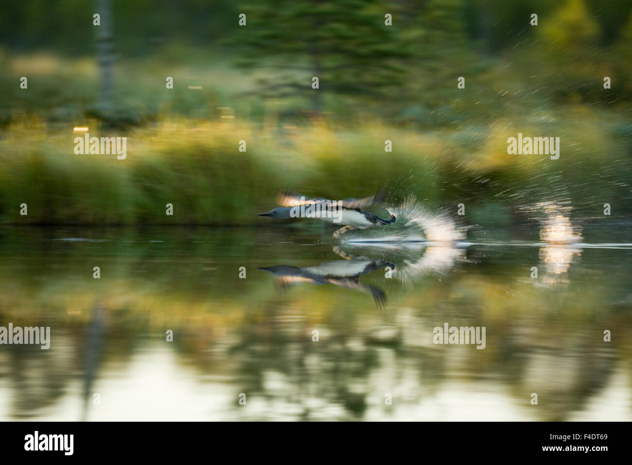 Bird sorvolando un lago in una foresta. Foto Stock