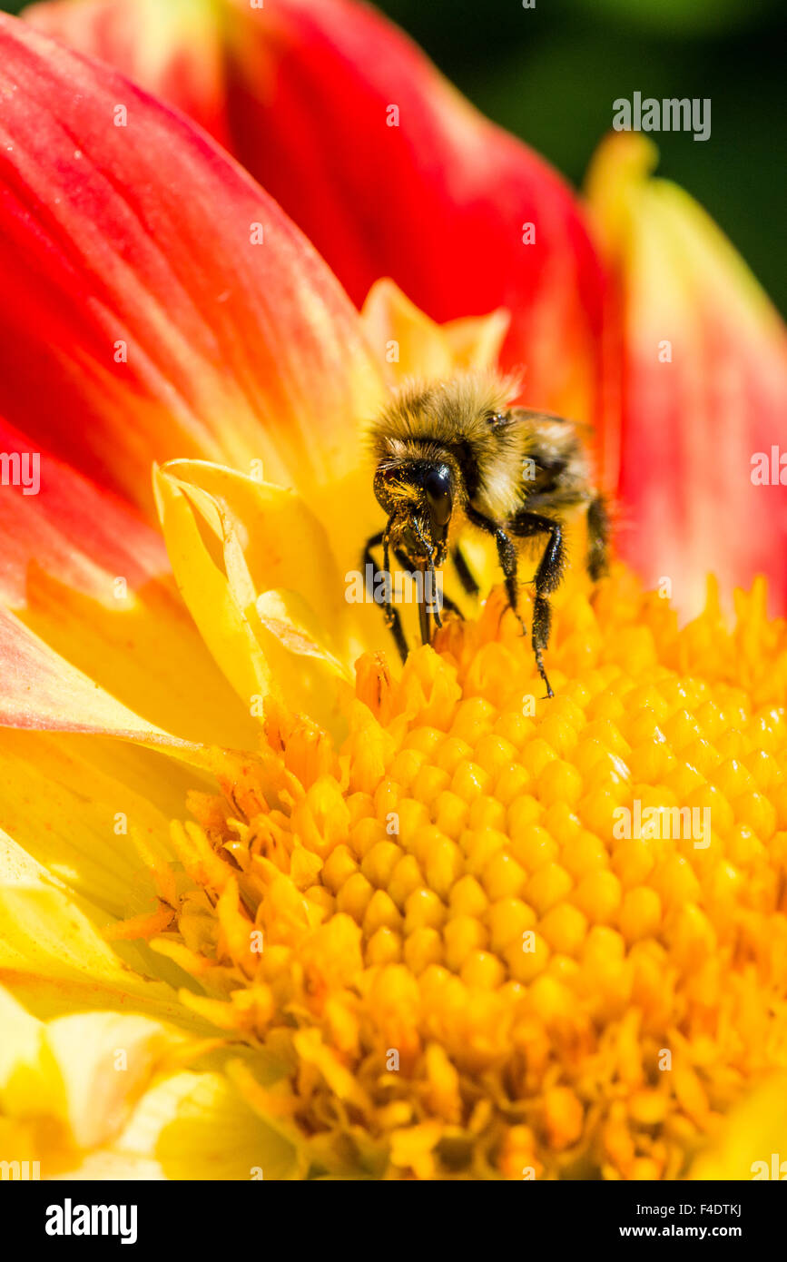 Una carda comune bee (bombus pascuorum) è la raccolta di nettare da un dahlia (asteraceae) blossom Foto Stock