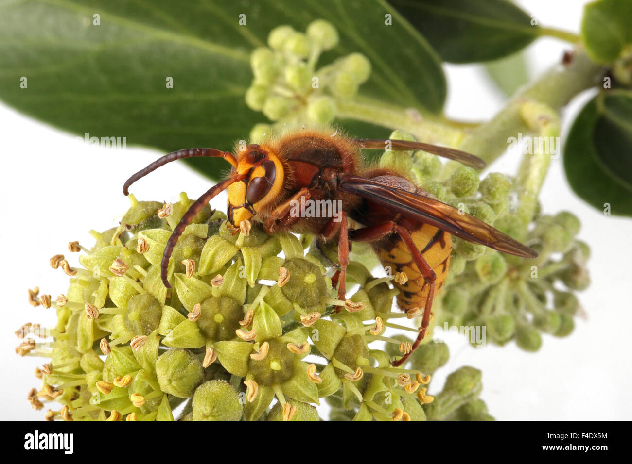 Close-up, foto macro di un Hornet Wasp alimentazione su un fiore di edera. Foto Stock