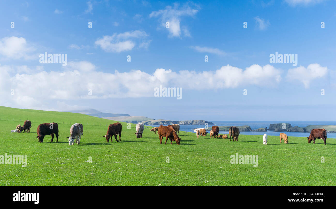 Allevamento di Bestiame, isole Shetland, Scozia. (Grandi dimensioni formato disponibile) Foto Stock