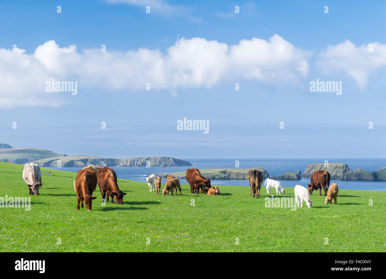Allevamento di Bestiame, isole Shetland, Scozia. (Grandi dimensioni formato disponibile) Foto Stock
