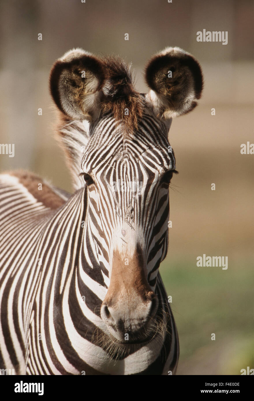 Ritratto di Grevy's Zebra. (Grandi dimensioni formato disponibile) Foto Stock