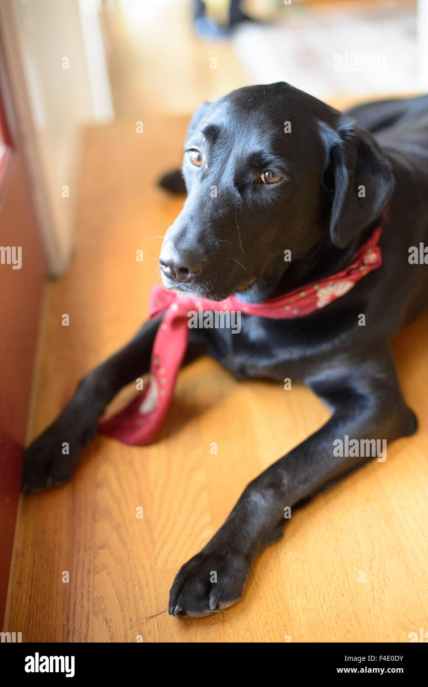 Il Labrador nero indossando una cravatta. (Grandi dimensioni formato disponibile) Foto Stock