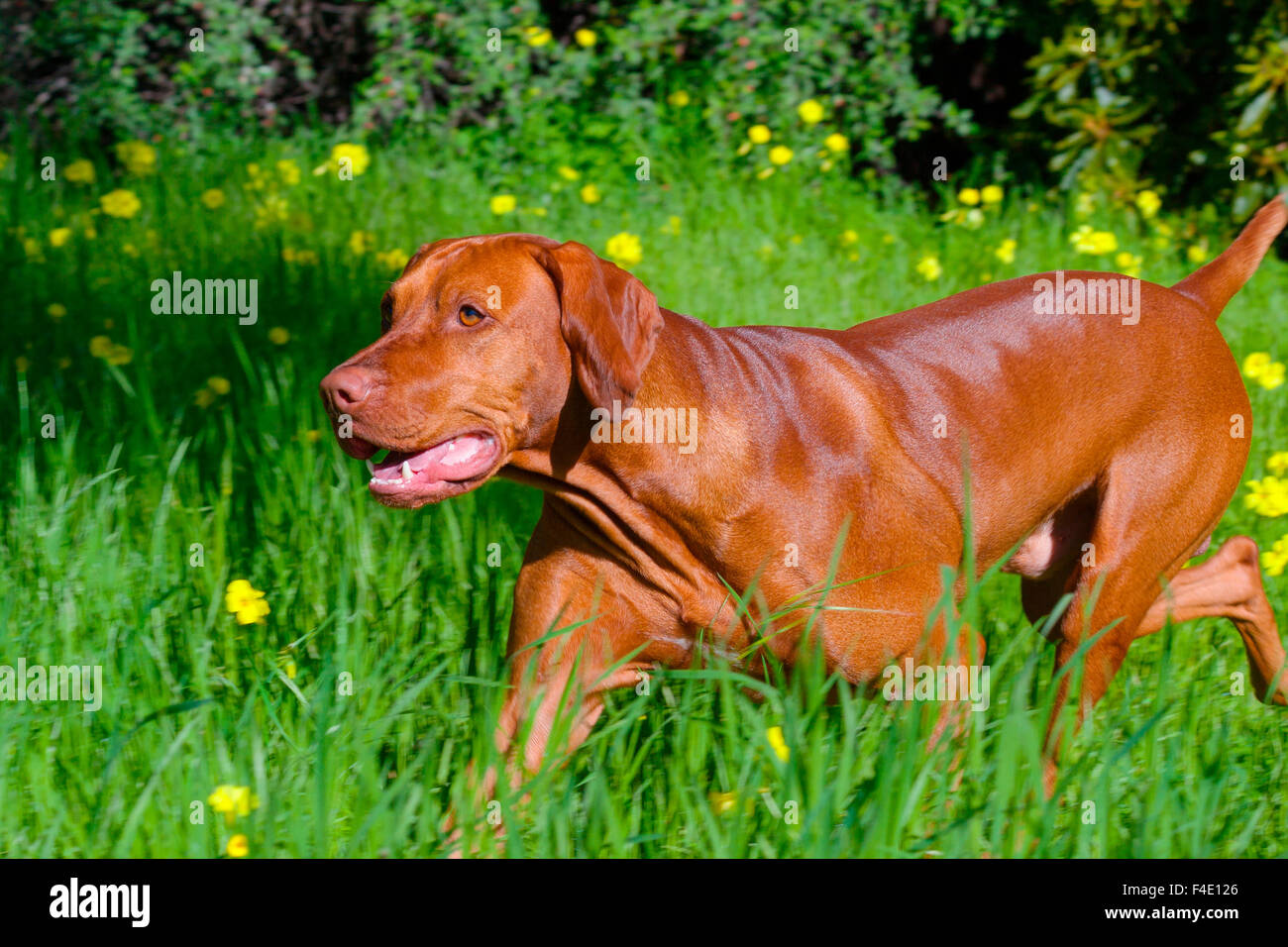 Vizsla in esecuzione attraverso il campo di verde (MR) Foto Stock