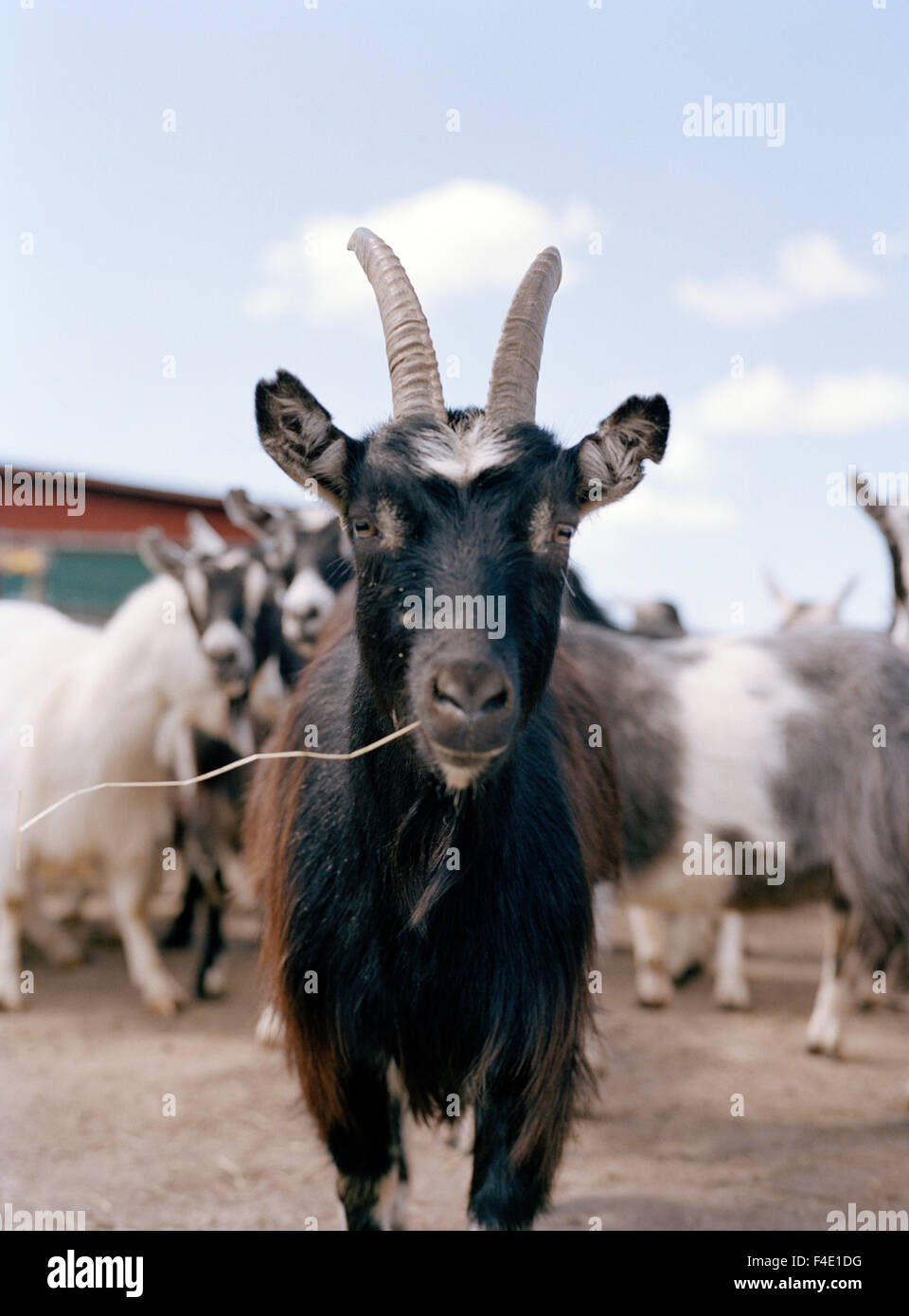 Una capra, Svezia. Foto Stock