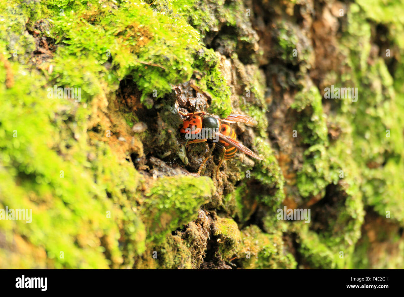 Il gigante giapponese hornet (Vespa mandarinia) in Giappone Foto Stock