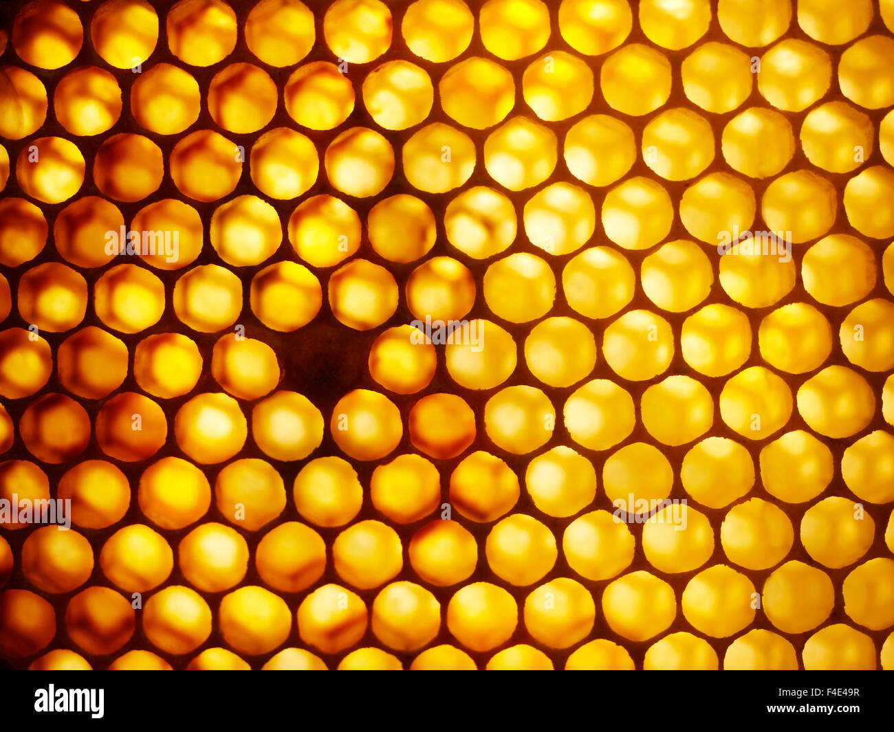 Favo di miele, Svezia. Foto Stock