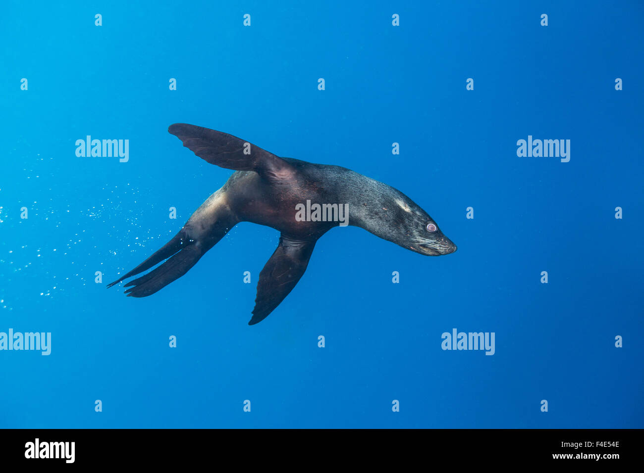 Il Cile, Diego Ramirez isola, vista subacquea del Sud Sea Lion (Otaria flavescens) nuotare nel passaggio di Drake. Foto Stock