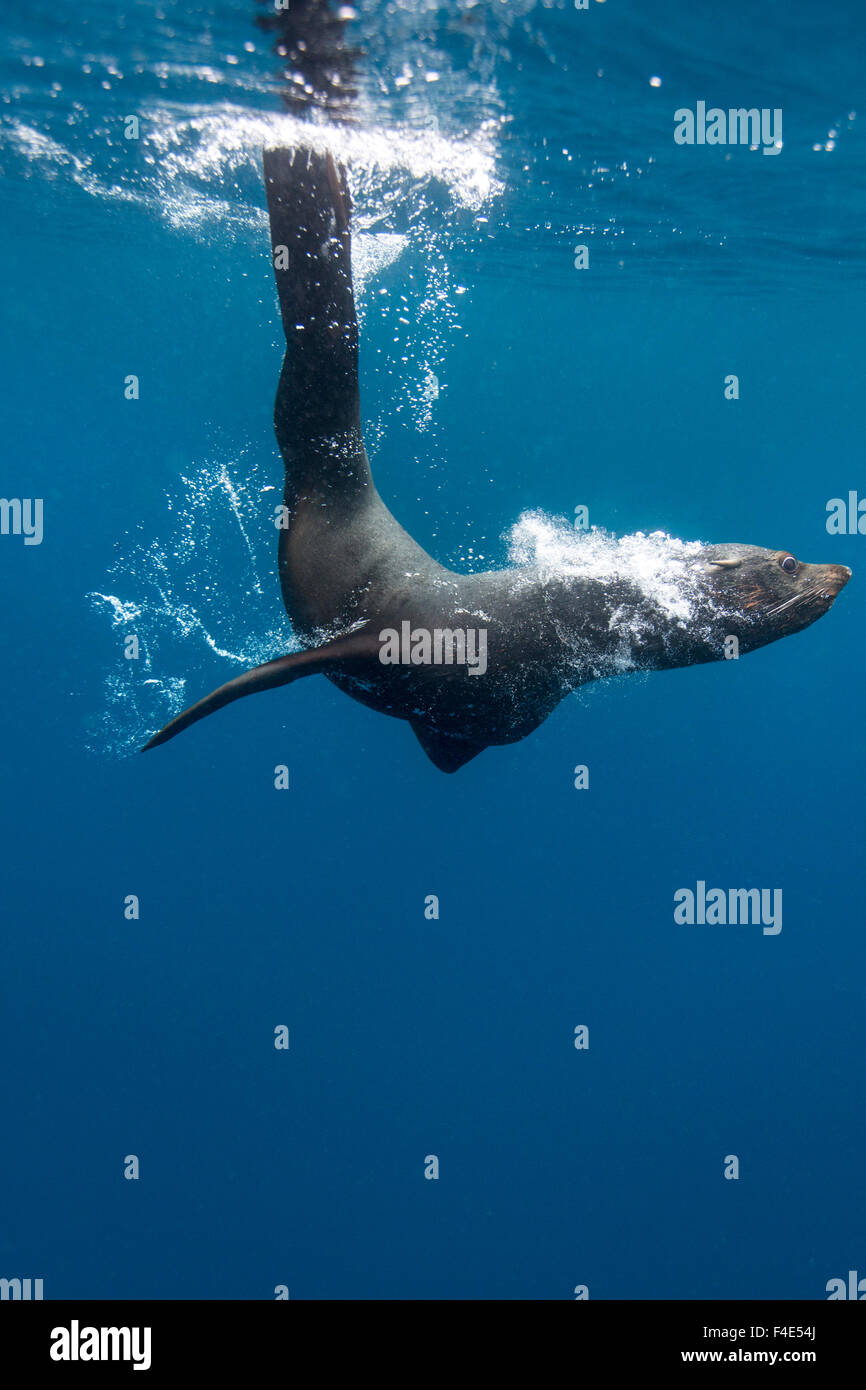 Il Cile, Diego Ramirez isola, vista subacquea del Sud Sea Lion (Otaria flavescens) nuoto nei pressi di meduse nel passaggio di Drake. Foto Stock