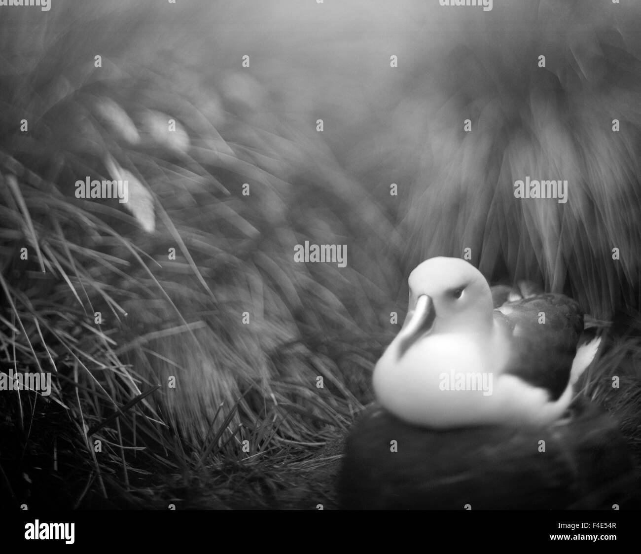 Il Cile, Diego Ramirez isole, offuscata immagine colore grigio-guidato Albatross (Diomedea chrystoma) a nido in erba alta. Foto Stock