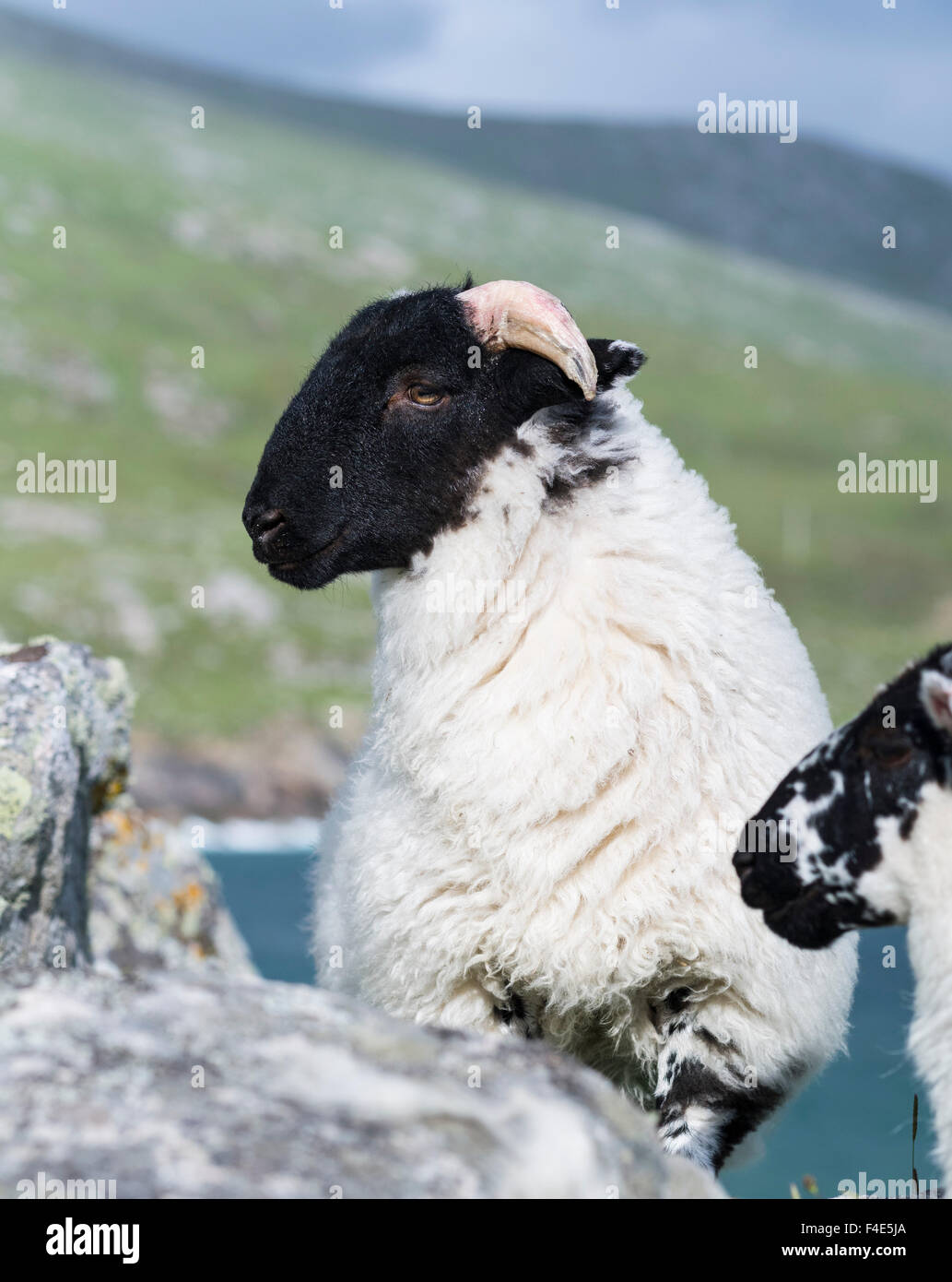 Pecore (Cheviot) sull'Isle of Harris, casa di Harris Tweed, giovani di ram. Solo Cheviot e Scottish Blackface pecora può essere utilizzato per la Harris Tweed. (Grandi dimensioni formato disponibile) Foto Stock