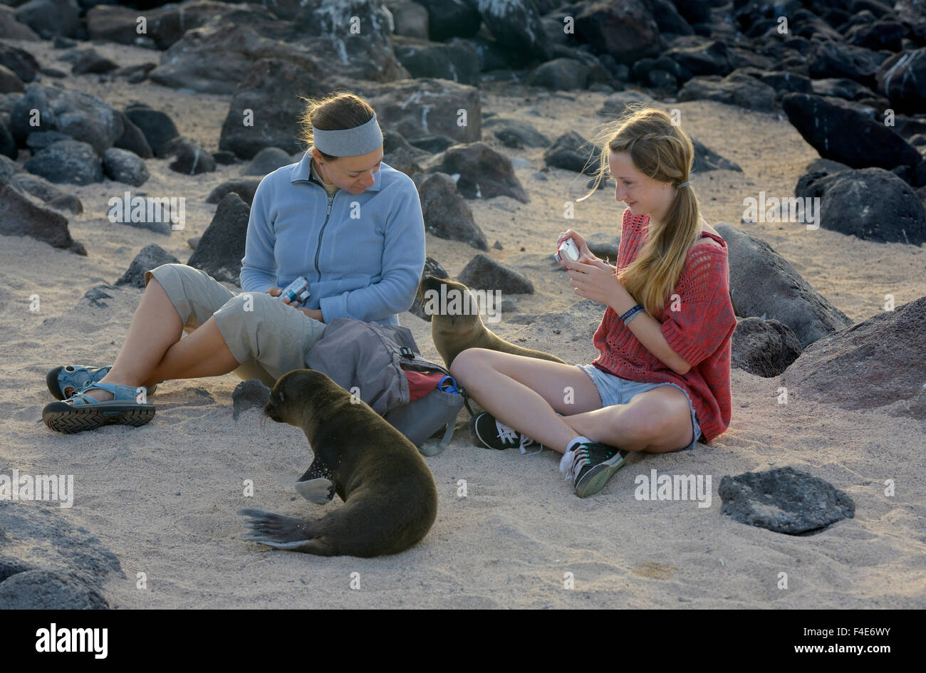 Sud America, Ecuador Isole Galapagos, Isabela Island. Airone blu (Ardea erodiade), Elizabeth Bay. Foto Stock