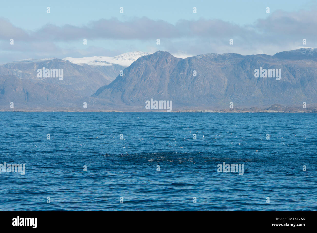 La Groenlandia, Qeqqata comune, Sisimiut (aka Holsteinsborg). Insolito pod enorme di centinaia di foche groenlandiche (Pagophilus groenlandicus). Foto Stock