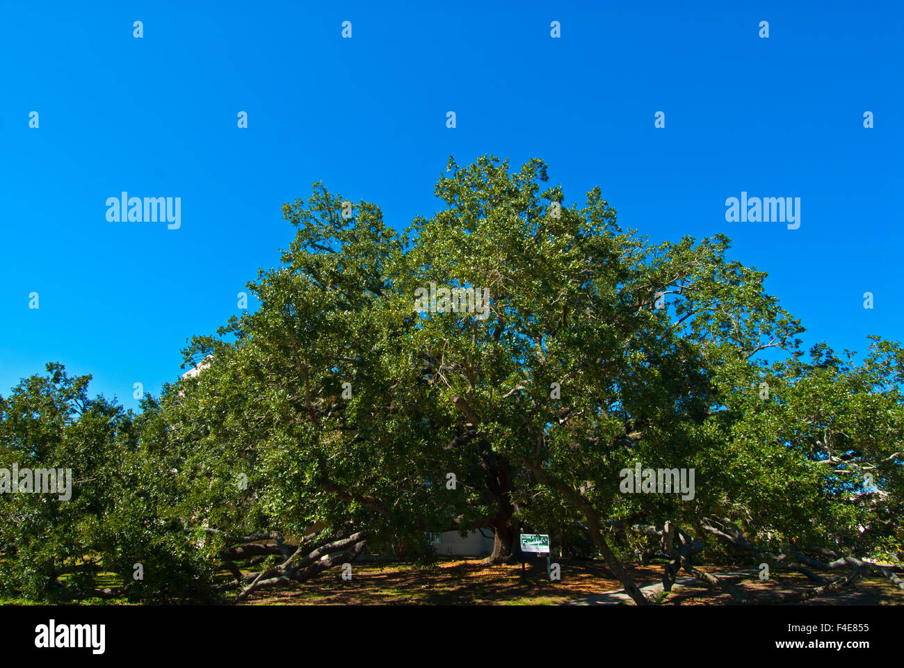 500-anno-vecchio evergreen " Amicizia Oak' (Querus virginiana) sul campus della University of Southern Mississippi, Long Beach Foto Stock