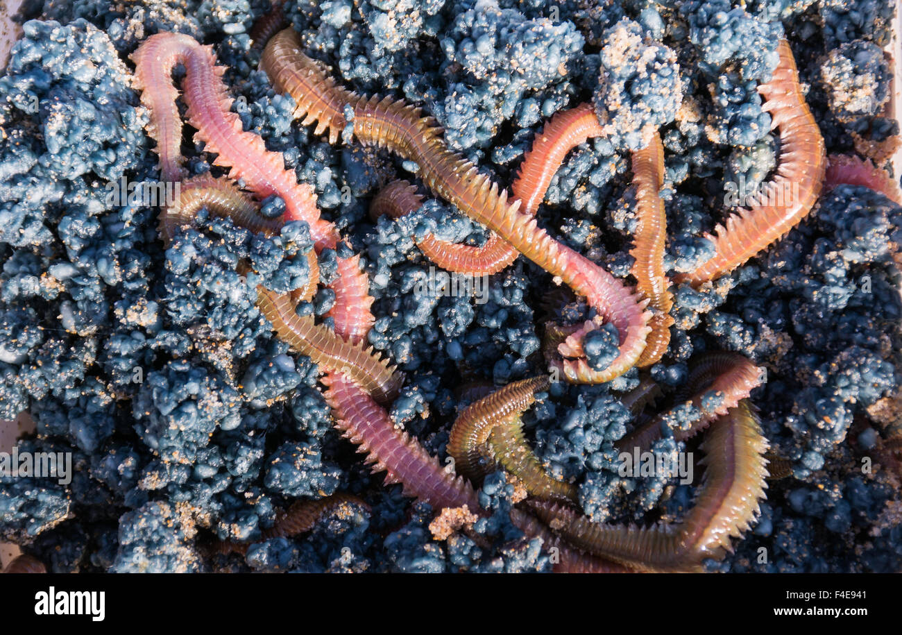 Una scatola con viva worm esca per la pesca in mare. Foto Stock