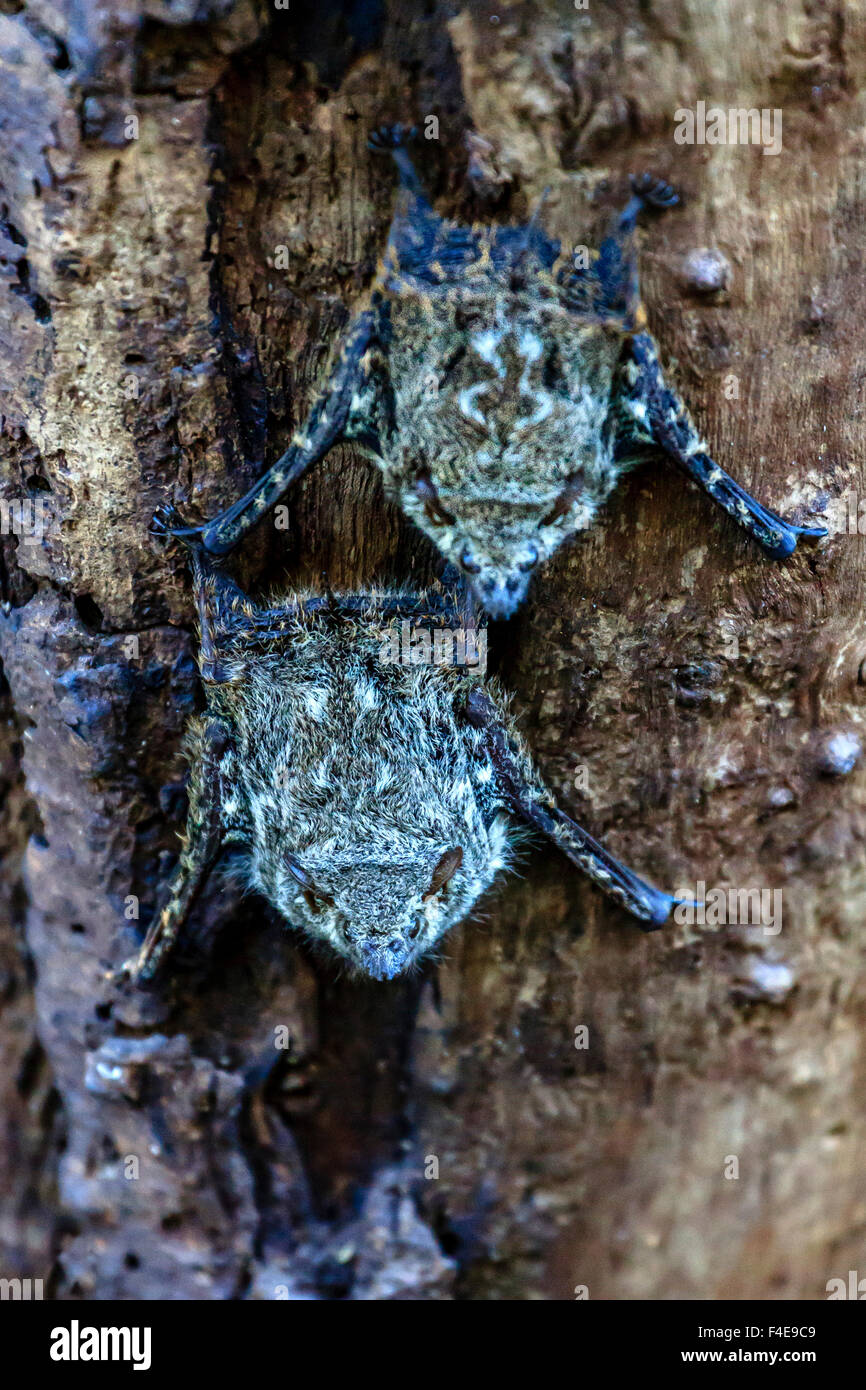 A becco lungo i pipistrelli in appoggio sul tronco di albero, bacino amazzonico, Perù. Foto Stock